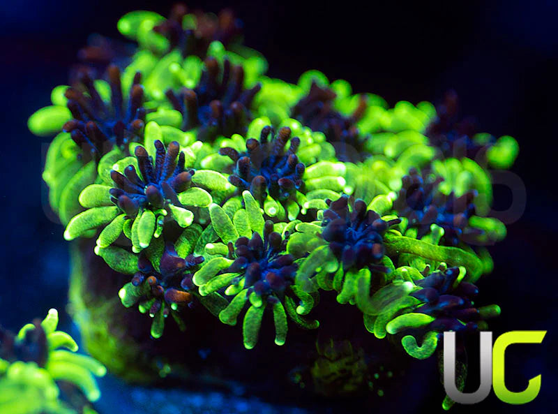 Sonic the Hedgehog Galaxia