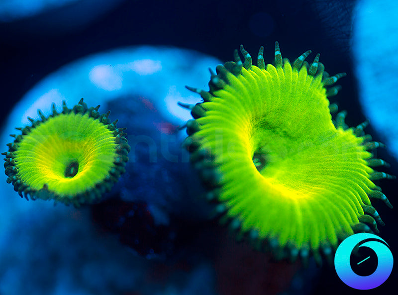 Lemon Lime Protopaly