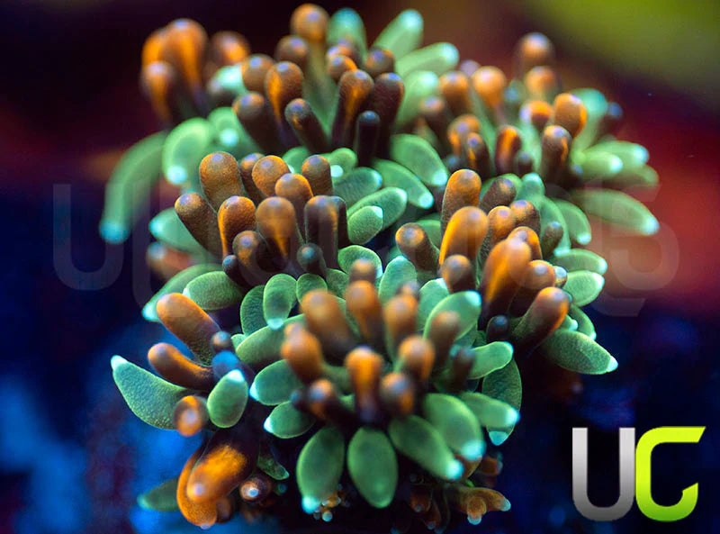 UC Roman Candle Galaxia