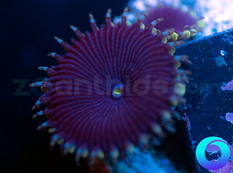 Electric Blue Protopaly