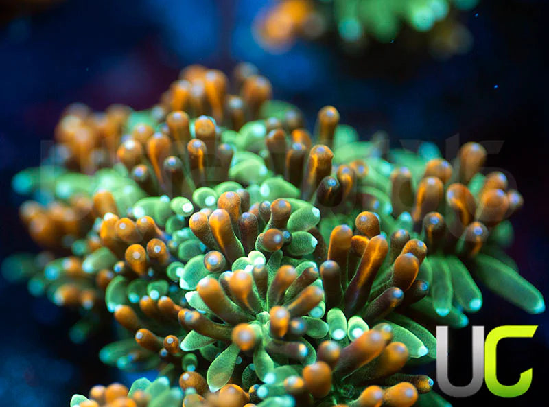 UC Roman Candle Galaxia