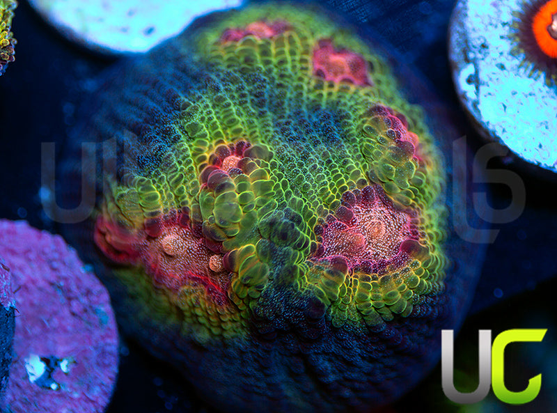 BigR Wierdo Mycedium Chalice