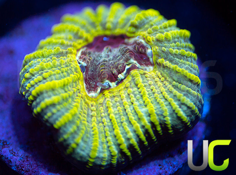 UC Electric Honeycomb Favia