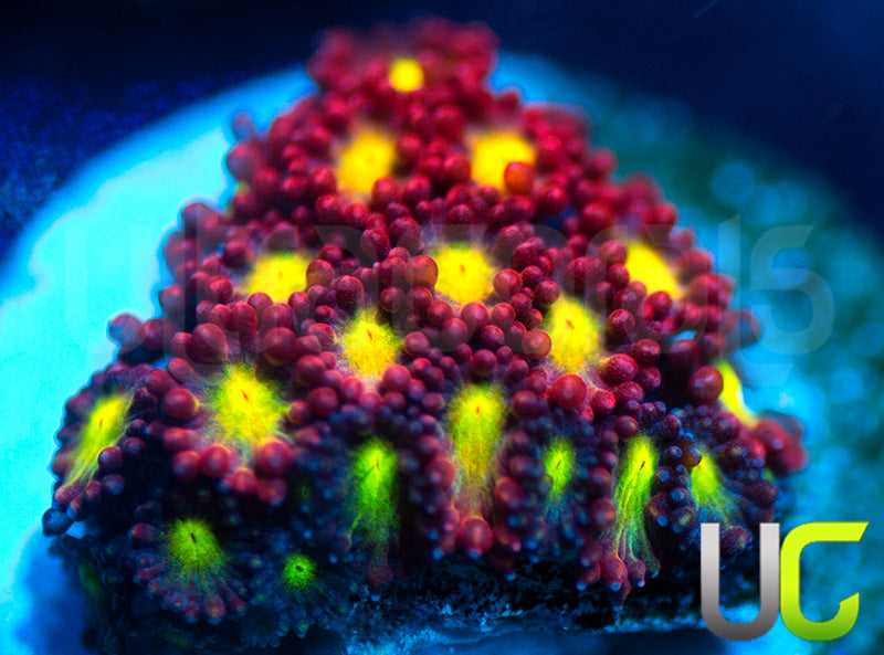 UC Party Crasher Micro Goni