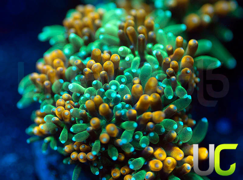 UC Roman Candle Galaxia