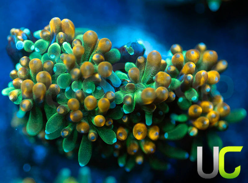 UC Roman Candle Galaxia