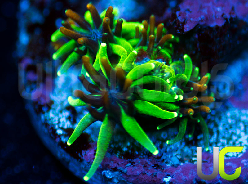 Sonic the Hedgehog Galaxia