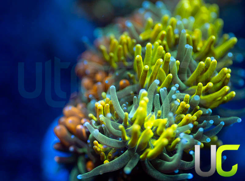 UC Roman Candle & Lemon Lime Galaxia Combo