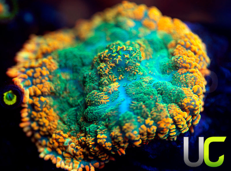 UC Frequency Mushroom