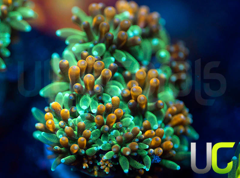 UC Roman Candle Galaxia