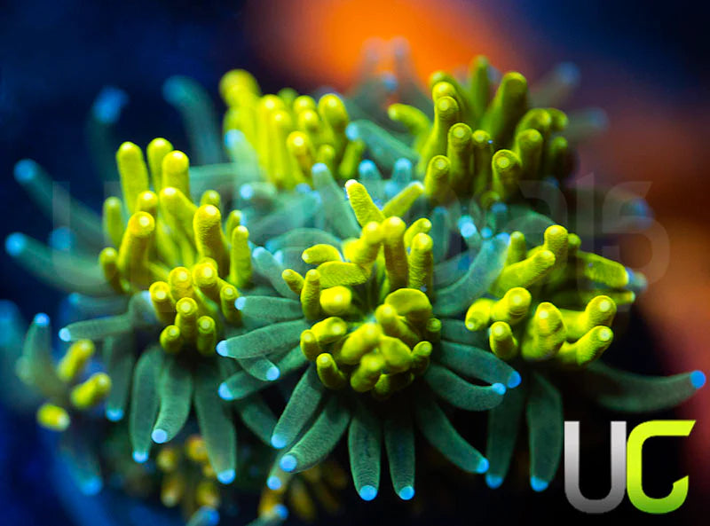 UC Lemon Lime Galaxia