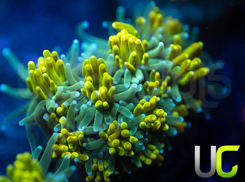 UC Lemon Lime Galaxia