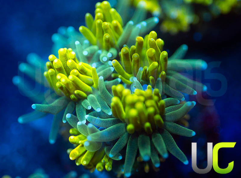 UC Lemon Lime Galaxia