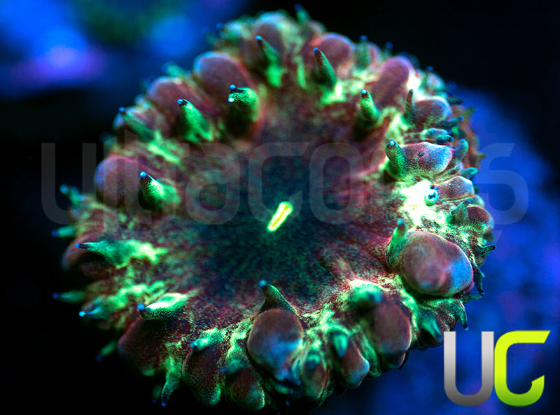 UC Apocalypse Blasto