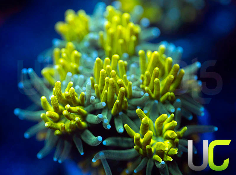 UC Lemon Lime Galaxia