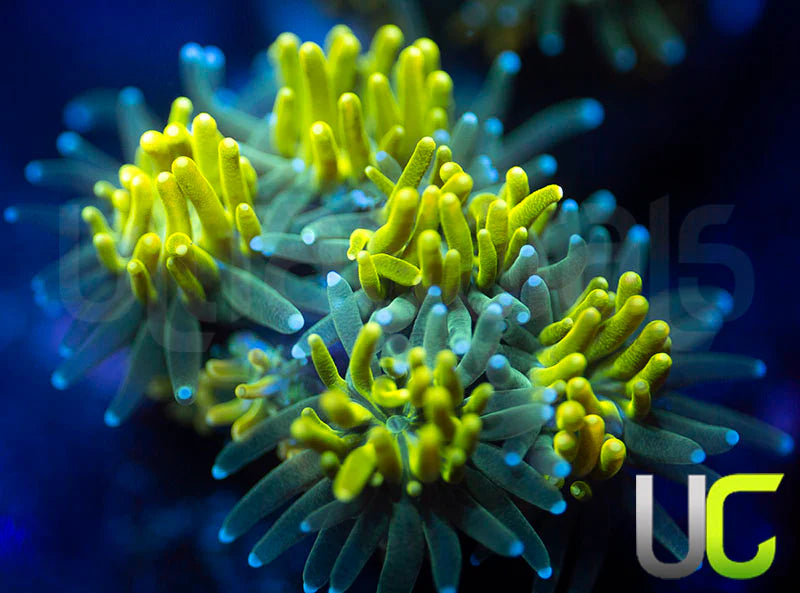 UC Lemon Lime Galaxia