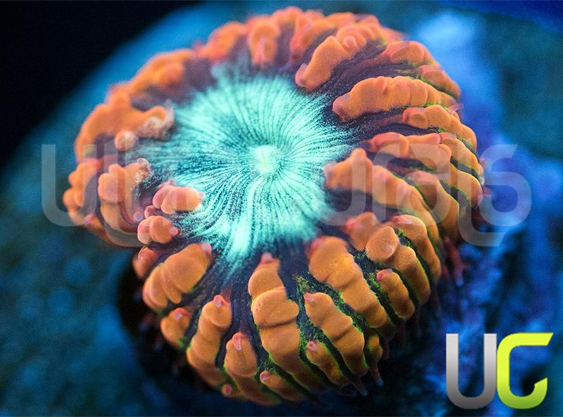 UC WarHead Blasto