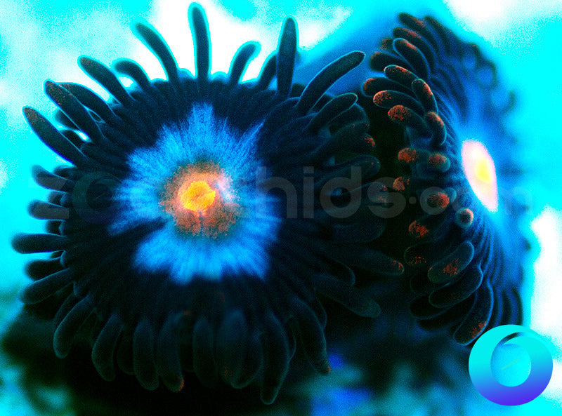 NEW RELEASE: Neuralyzer