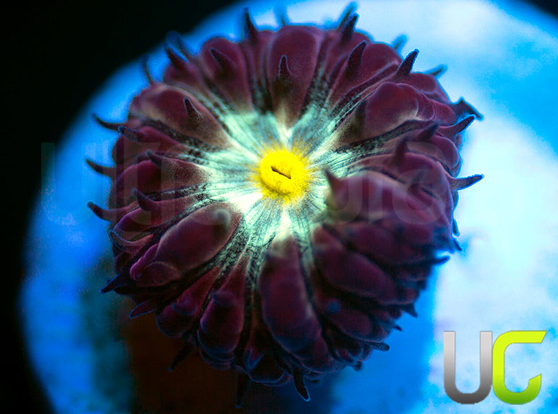 NEW RELEASE: UC Rocketman Blasto