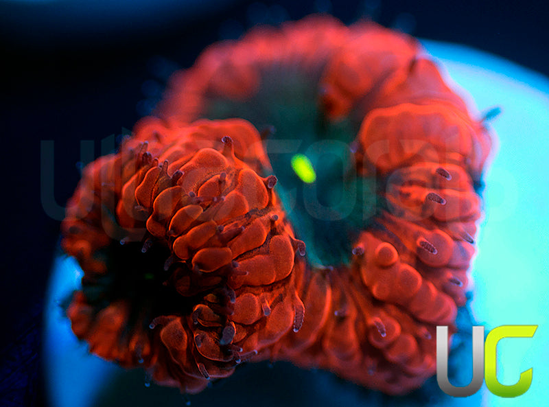 UC Deep Ember Blastos