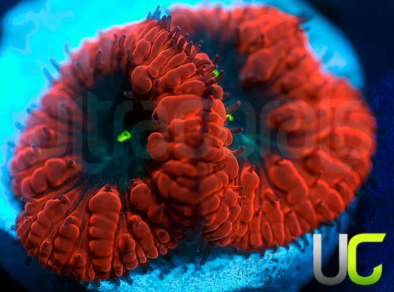 UC Deep Ember Blastos