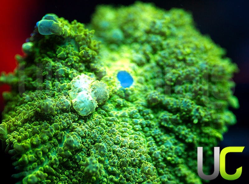 UC Shrek Bounce Mushroom