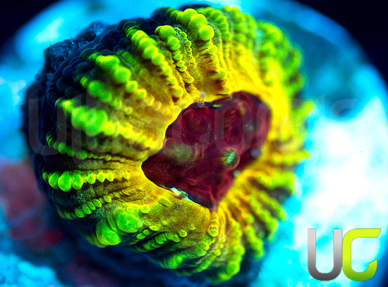 NEW RELEASE: UC Electric Honeycomb Favia