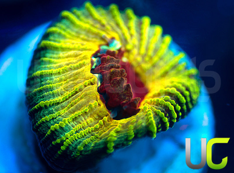 NEW RELEASE: UC Electric Honeycomb Favia