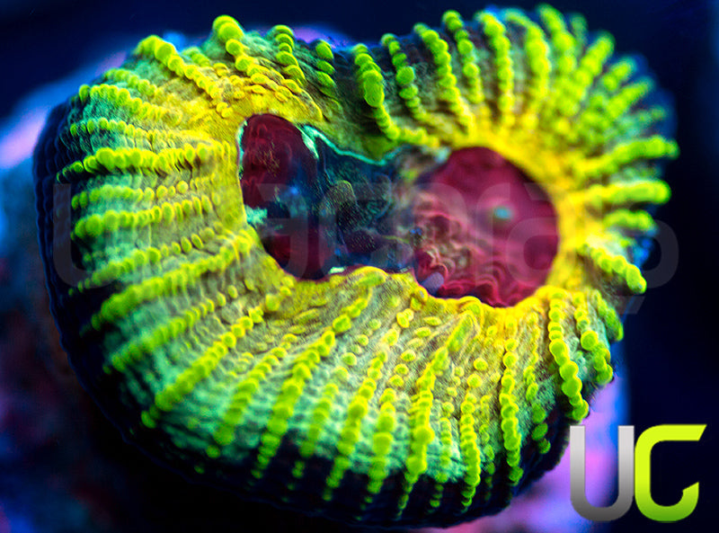 NEW RELEASE: UC Electric Honeycomb Favia