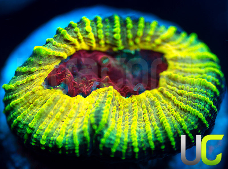 NEW RELEASE: UC Electric Honeycomb Favia