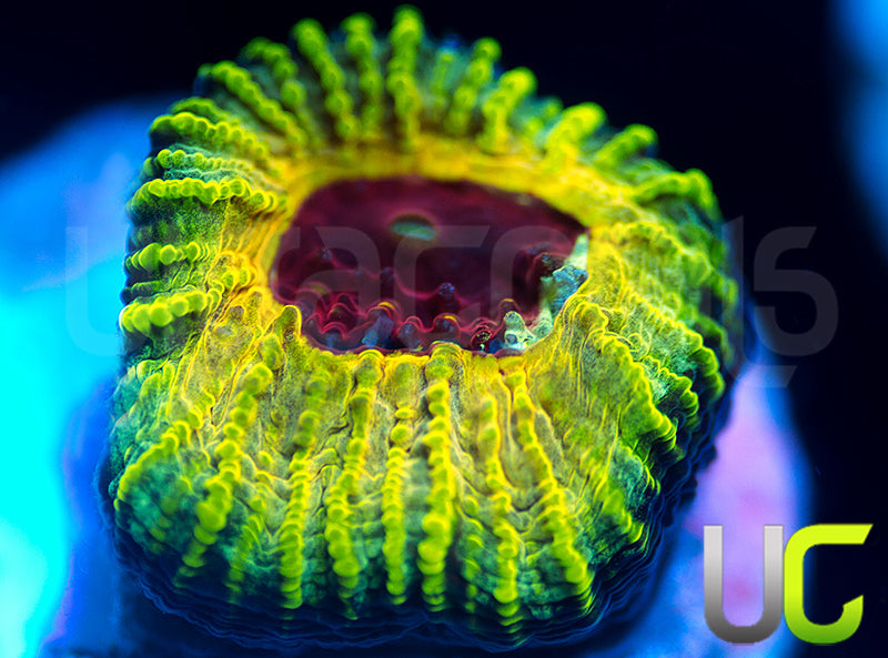 NEW RELEASE: UC Electric Honeycomb Favia