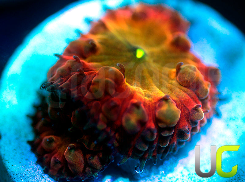 BSA TT Twister Blasto