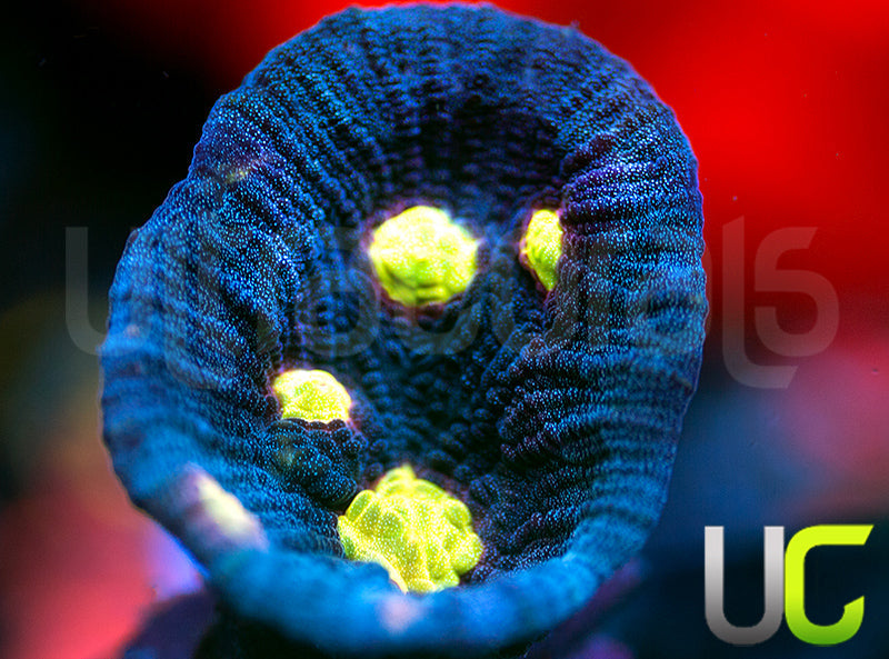 UC Katana Mycedium Chalice