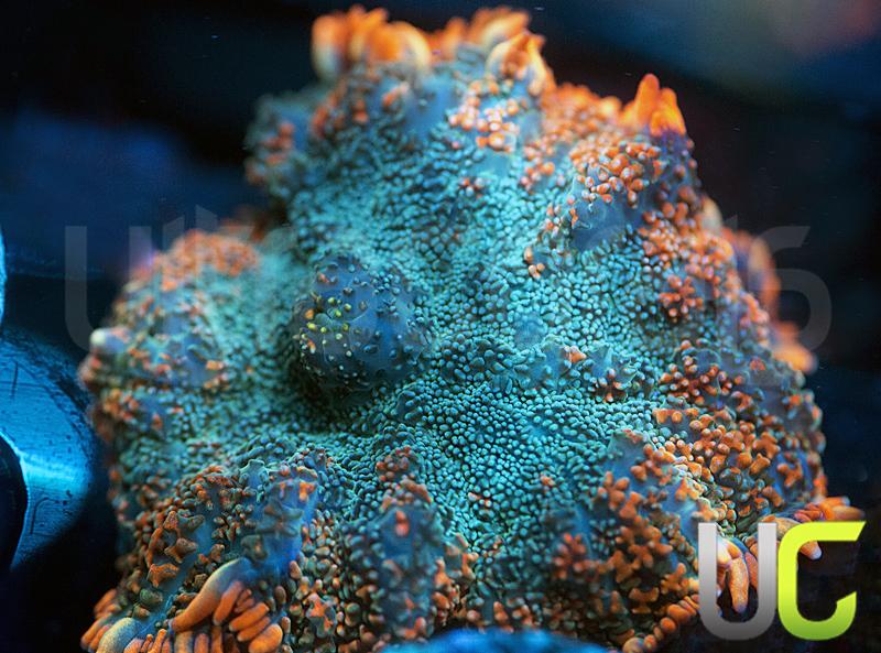 UC Frequency Mushroom