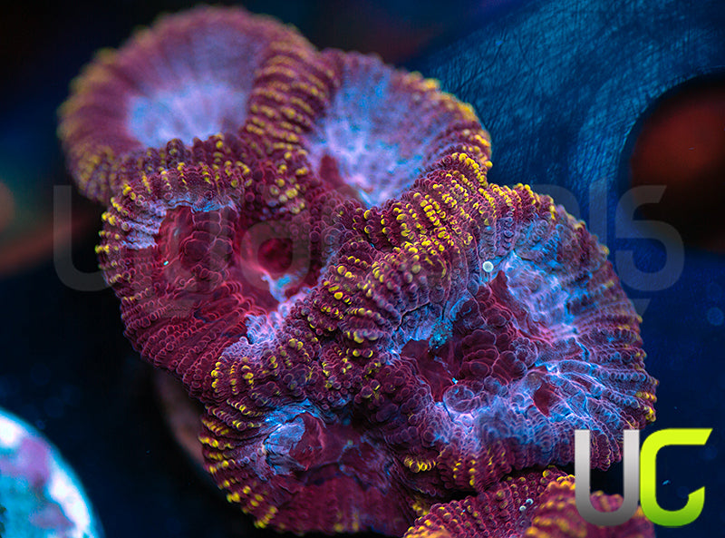 UC Fairgrounds Favia