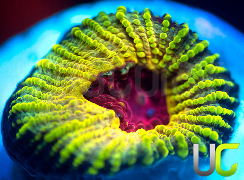 NEW RELEASE: UC Electric Honeycomb Favia