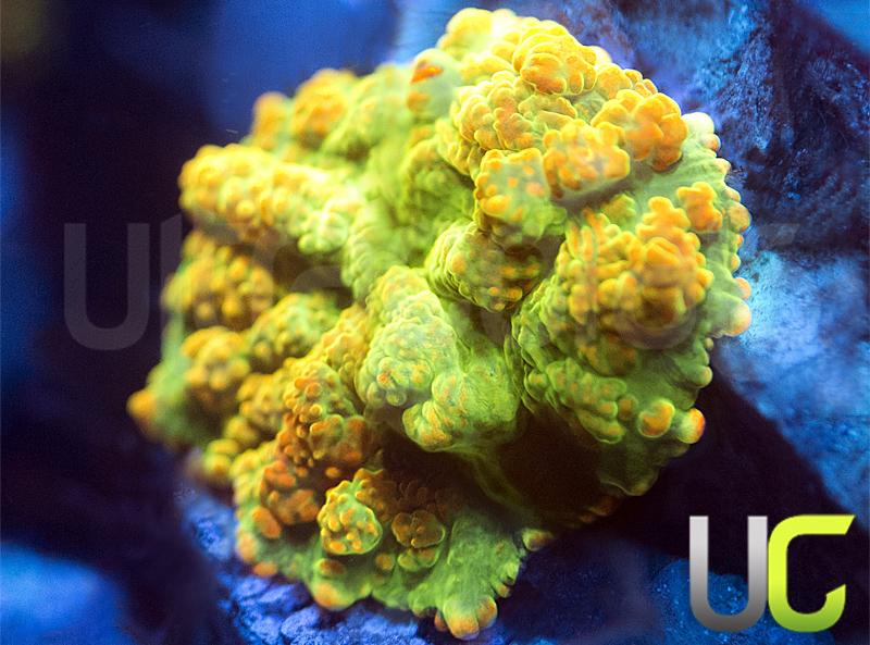 UC Swamp Donkey Mushroom