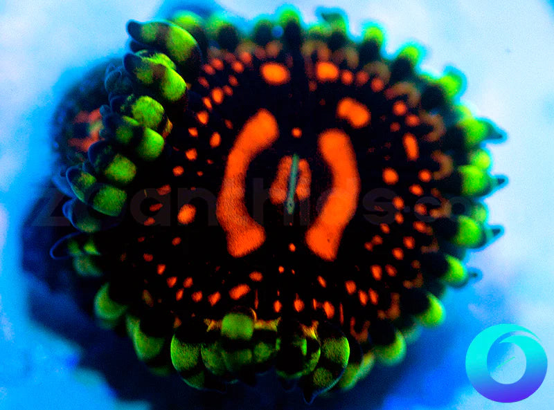 CC Flaming Brohicans