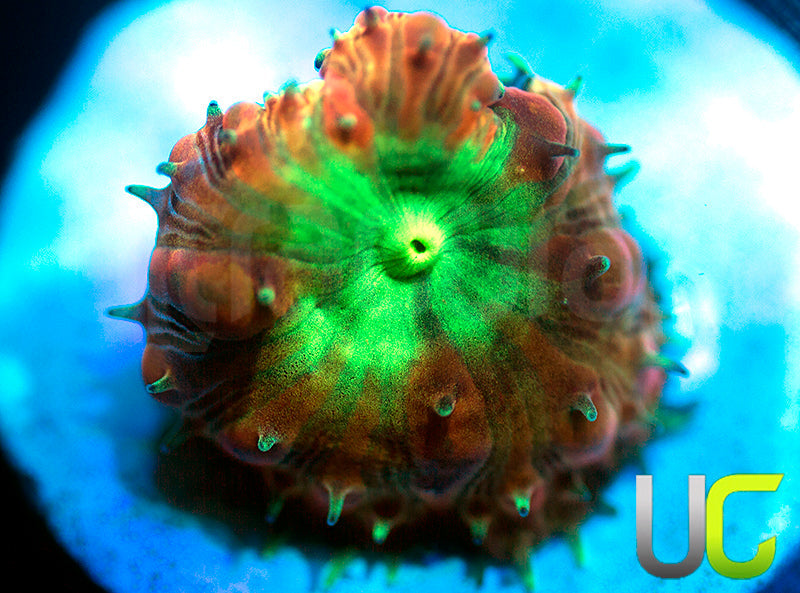 NEW RELEASE: UC Tangerine Blasto