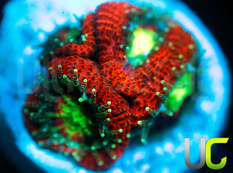 UC Dragon Slayer Micro Amakusensis