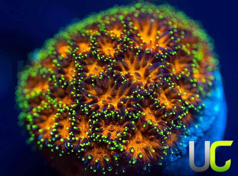 UC Lightning Tip Leptastrea