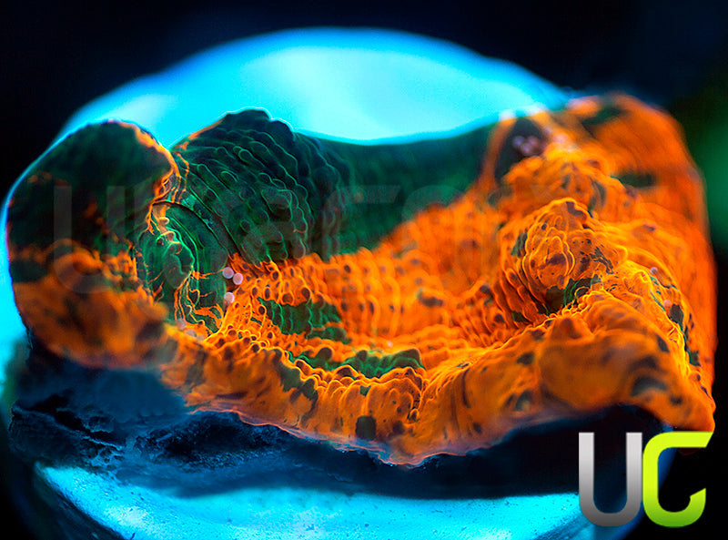 NEW RELEASE: UC Rage Room Chalice