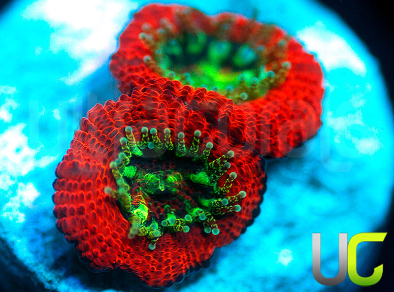 UC Dragon Slayer Micro Amakusensis