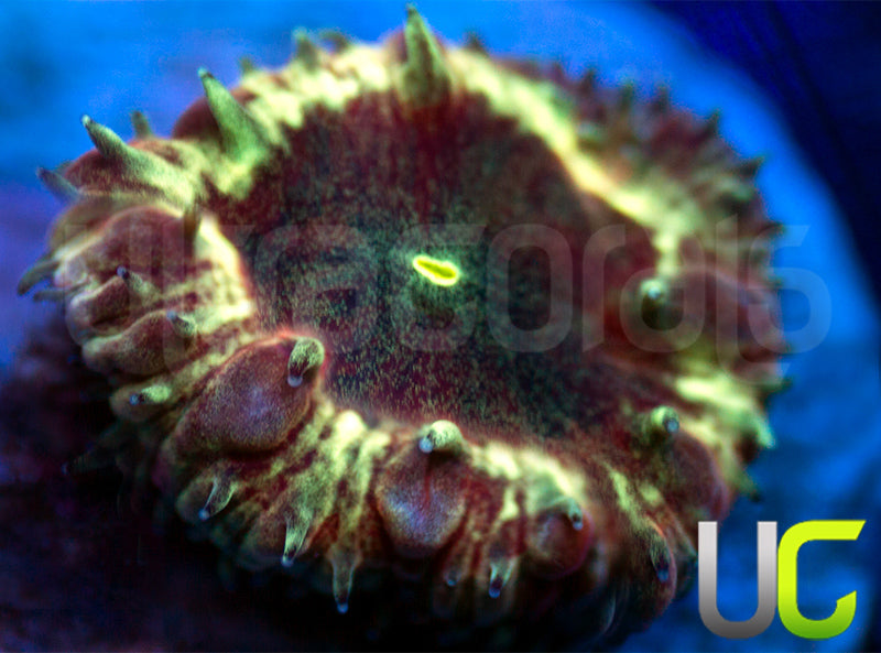 UC Apocalypse Blasto