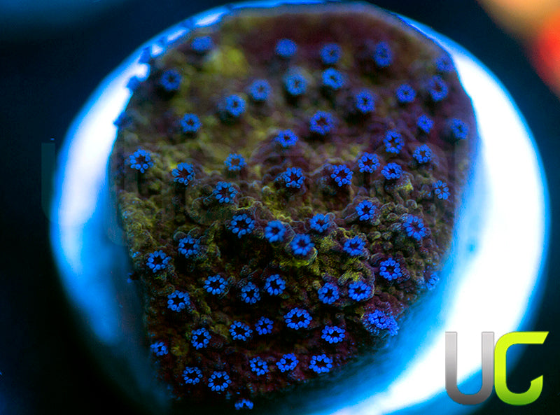 UC Blue Polka Dot Bikini Monti