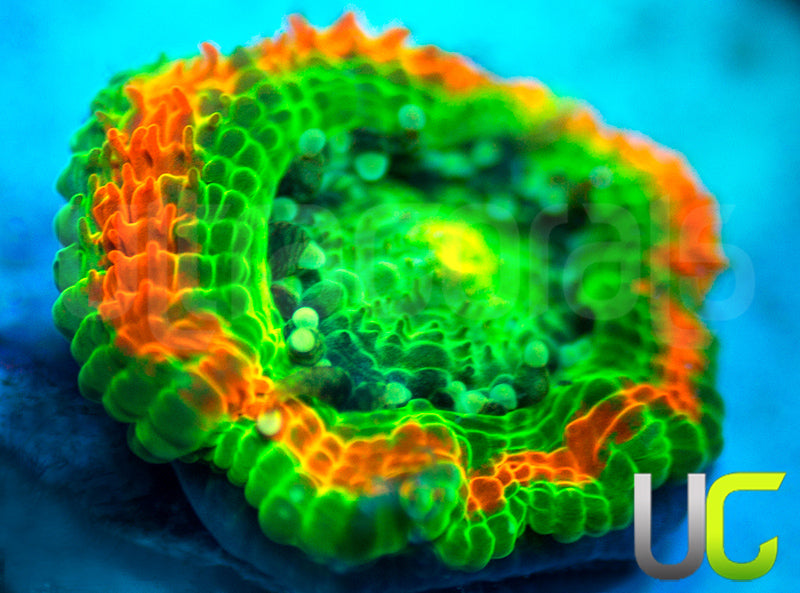 NEW RELEASE: UC Caterpillar Killer Micro Amakusensis