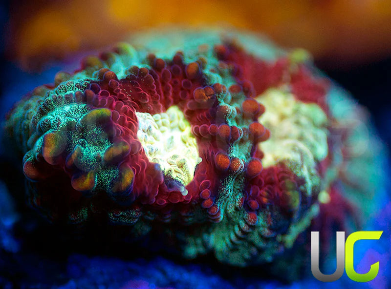 UC Strobe Light Favia