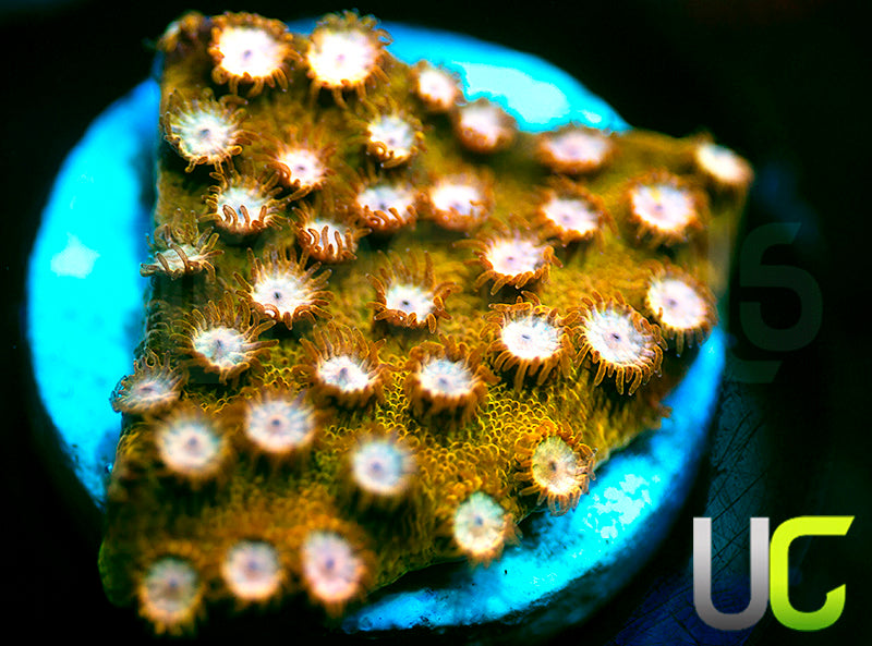 NEW RELEASE: UC Yellowjacket Cyphastrea