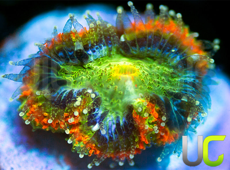 NEW RELEASE: UC Caterpillar Killer Micro Amakusensis