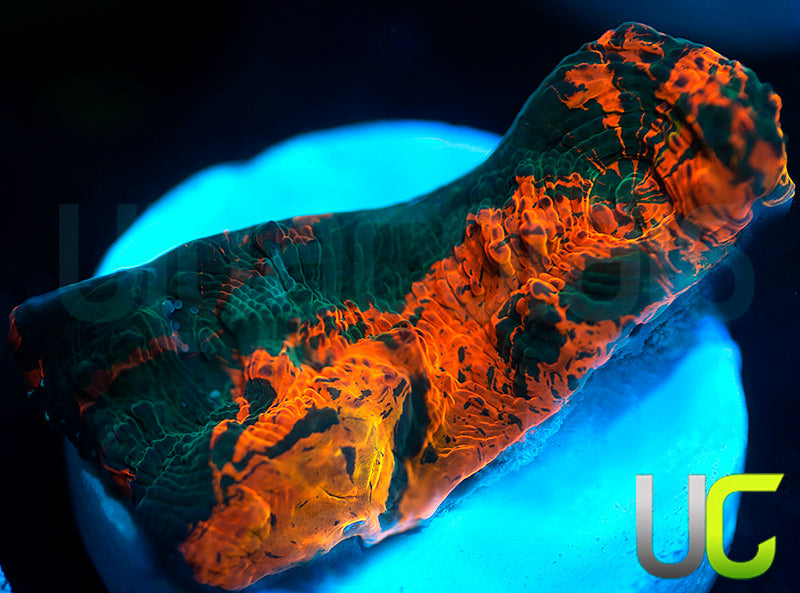 NEW RELEASE: UC Rage Room Chalice